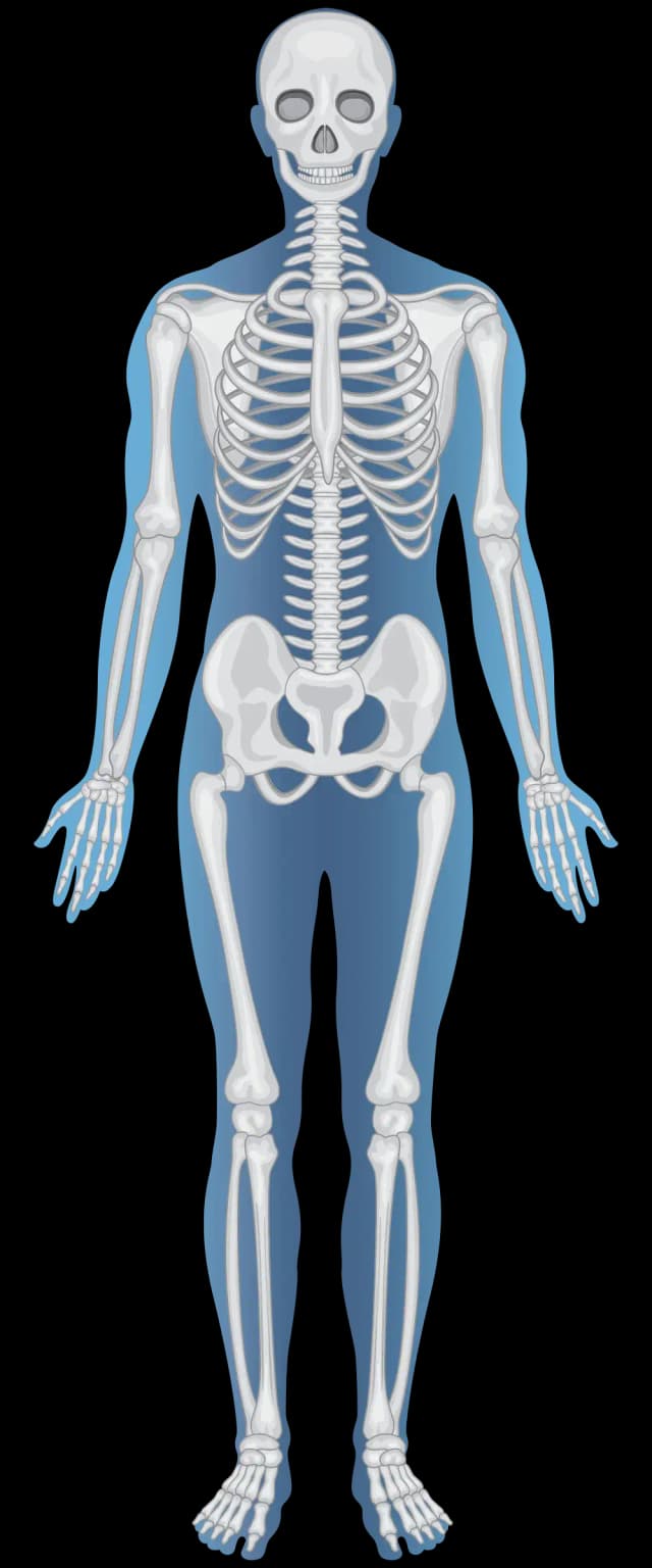 skeletal